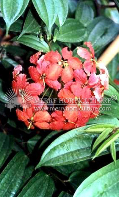 Bauhinia kockiana (flower)